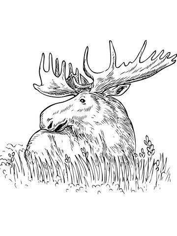 Moose Sitting In A Grass Coloring Page